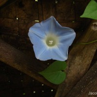 Ipomoea nil (L.) Roth